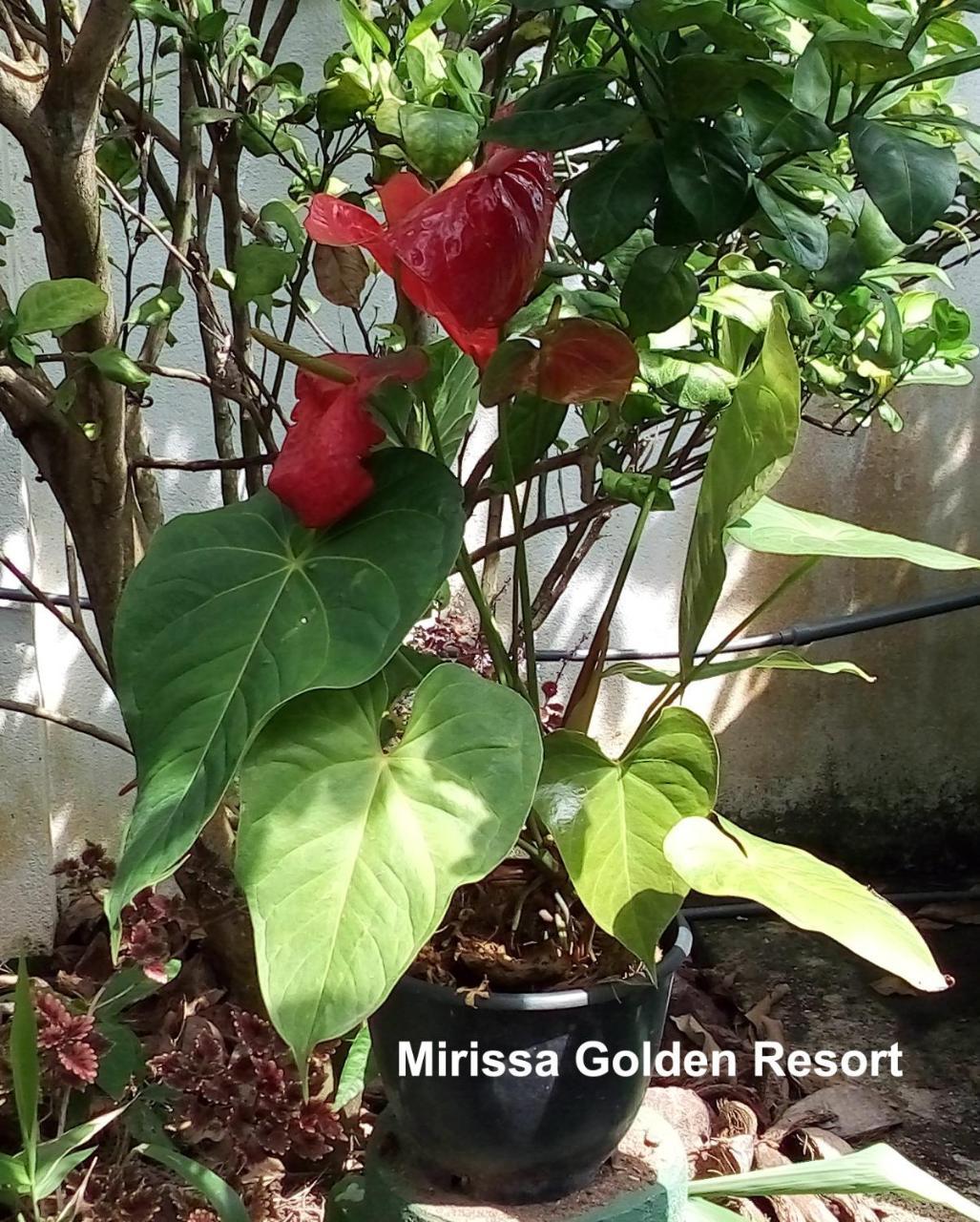 Mirissa Golden Resort Экстерьер фото